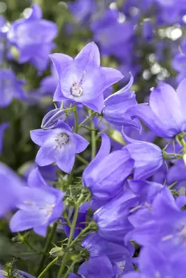 Campanula (Klokjesbloem) - afbeelding 7