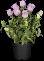 Campanula (Klokjesbloem) - afbeelding 2