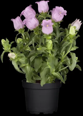 Campanula (Klokjesbloem) - afbeelding 2