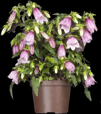 Campanula (Klokjesbloem) - afbeelding 5