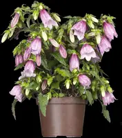 Campanula (Klokjesbloem) - afbeelding 5