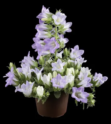Campanula (Klokjesbloem) - afbeelding 1