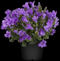Campanula (Klokjesbloem) - afbeelding 24