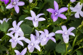 Campanula (Klokjesbloem) - afbeelding 21