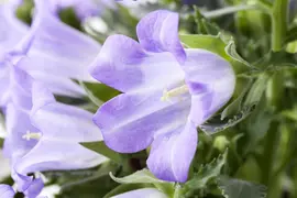Campanula (Klokjesbloem) - afbeelding 10