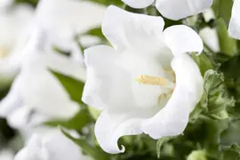 Campanula (Klokjesbloem) - afbeelding 11
