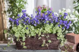 Campanula (Klokjesbloem) - afbeelding 12
