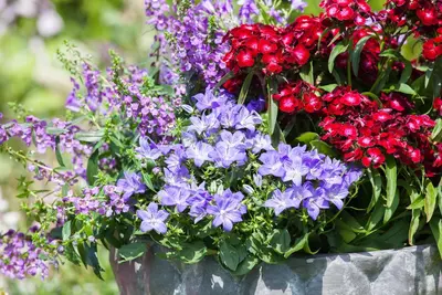 Campanula (Klokjesbloem) - afbeelding 23