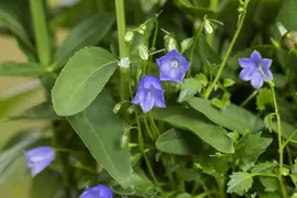 Campanula (Klokjesbloem) - afbeelding 26