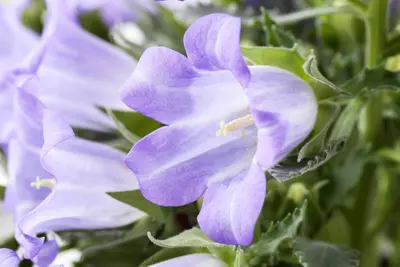 Campanula (Klokjesbloem) - afbeelding 10