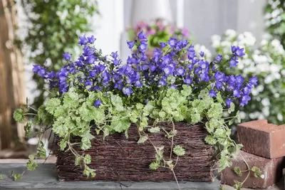 Campanula (Klokjesbloem) - afbeelding 12