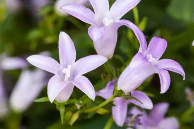 Campanula (Klokjesbloem) - afbeelding 20