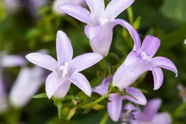 Campanula (Klokjesbloem) - afbeelding 20