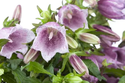 Campanula (Klokjesbloem) - afbeelding 4