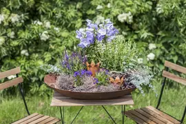 Campanula (Klokjesbloem) - afbeelding 18