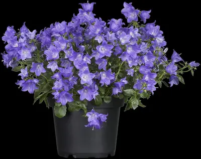 Campanula (Klokjesbloem) - afbeelding 13