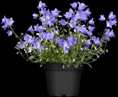 Campanula (Klokjesbloem) - afbeelding 9