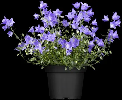 Campanula (Klokjesbloem) - afbeelding 9