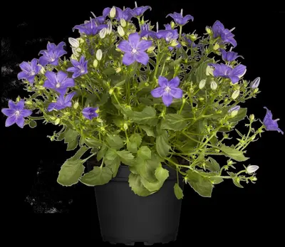 Campanula (Klokjesbloem) - afbeelding 19