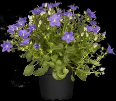 Campanula (Klokjesbloem) - afbeelding 19