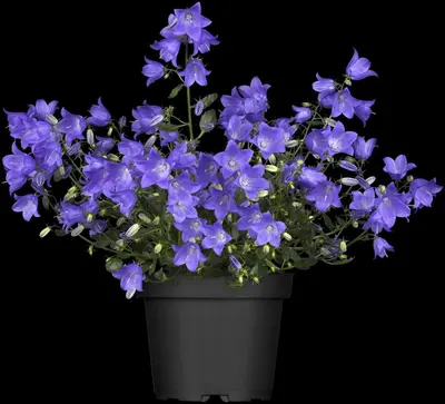 Campanula (Klokjesbloem) - afbeelding 6