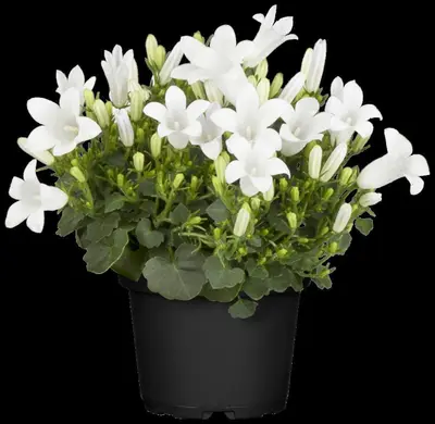Campanula (Klokjesbloem) - afbeelding 25