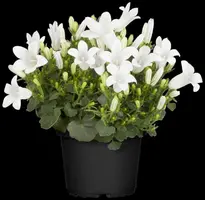 Campanula (Klokjesbloem) - afbeelding 25