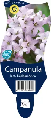 Campanula lactiflora 'Loddon Anna' (Klokjesbloem) - afbeelding 1