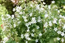 Campanula lactiflora 'Loddon Anna' (Klokjesbloem) - afbeelding 2