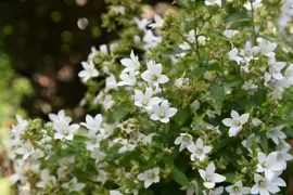 Campanula lactiflora 'Loddon Anna' (Klokjesbloem) - afbeelding 4