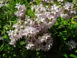 Campanula lactiflora 'Loddon Anna' (Klokjesbloem) - afbeelding 3