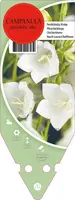 Campanula Persicifolia Alba (Perzikbladig klokje) - afbeelding 1