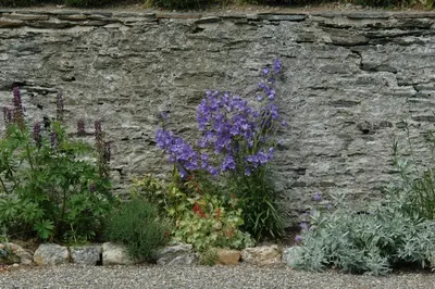 Campanula persicifolia (Perzikbladig klokje) - afbeelding 6