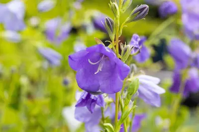 Campanula persicifolia (Perzikbladig klokje) - afbeelding 8