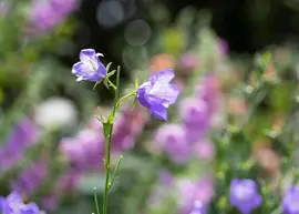 Campanula persicifolia (Perzikbladig klokje) - afbeelding 7