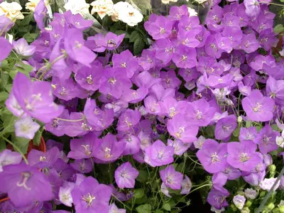 Campanula persicifolia (Perzikbladig klokje) - afbeelding 5