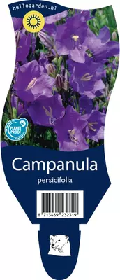 Campanula persicifolia (Perzikbladig klokje) - afbeelding 1