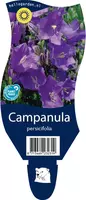 Campanula persicifolia (Perzikbladig klokje) kopen?