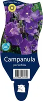 Campanula persicifolia (Perzikbladig klokje) - afbeelding 1