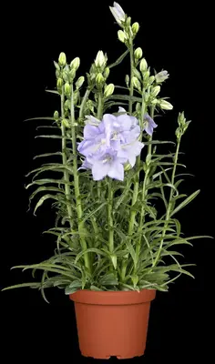 Campanula persicifolia (Perzikbladig klokje) - afbeelding 2