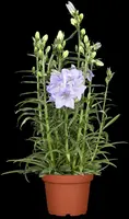 Campanula persicifolia (Perzikbladig klokje) - afbeelding 2