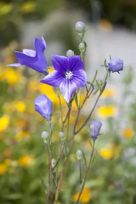 Campanula persicifolia (Perzikbladig klokje) - afbeelding 4