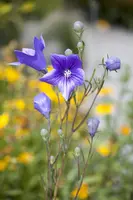 Campanula persicifolia (Perzikbladig klokje) - afbeelding 4