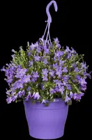 Campanula portenschlagiana (Dalmatiëklokje) - afbeelding 9
