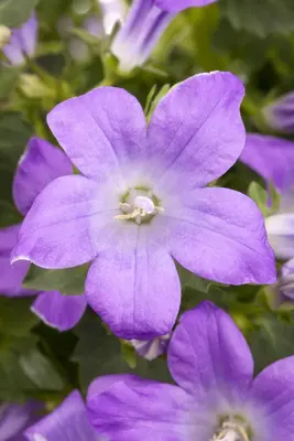 Campanula portenschlagiana (Dalmatiëklokje) - afbeelding 11