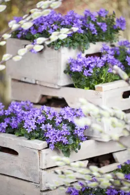 Campanula portenschlagiana (Dalmatiëklokje) - afbeelding 19