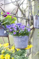 Campanula portenschlagiana (Dalmatiëklokje) - afbeelding 20