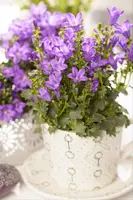 Campanula portenschlagiana (Dalmatiëklokje) - afbeelding 25
