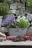 Campanula portenschlagiana (Dalmatiëklokje) - afbeelding 31