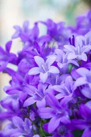 Campanula portenschlagiana (Dalmatiëklokje) - afbeelding 37